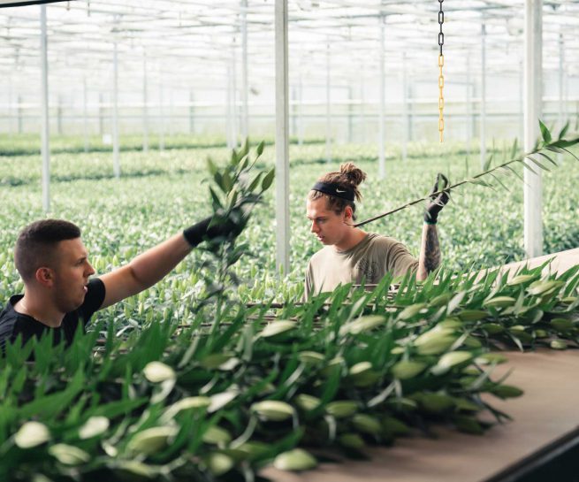 mannen werkend in kas